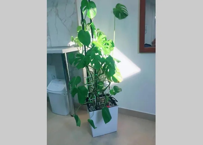 Santorini نوفي ساد